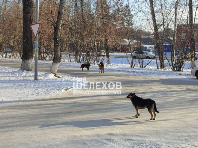 Бездомные собаки атаковали 3 квартал, район школы, дети сами прогоняют их от школы