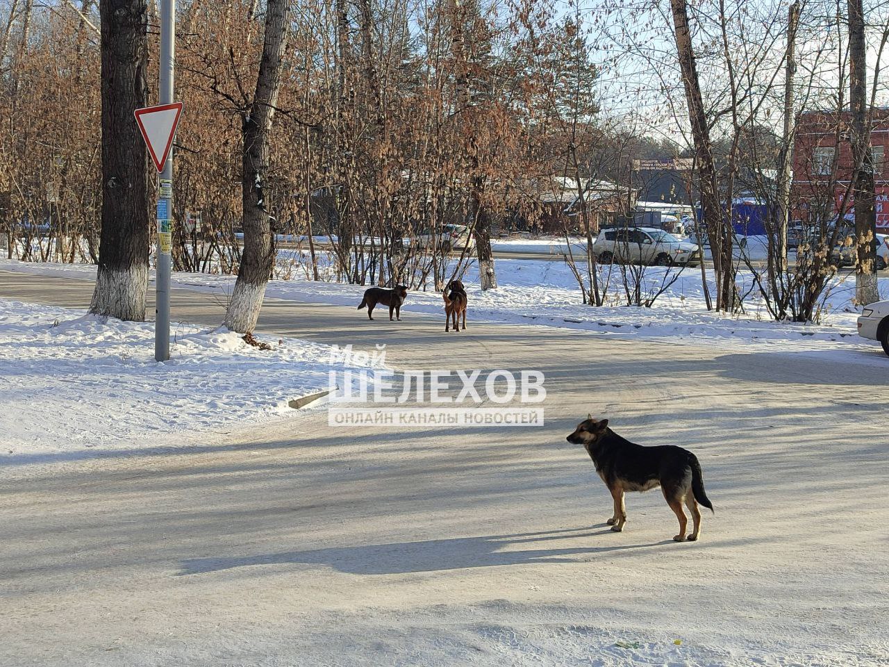 Бездомные собаки атаковали 3 квартал, район школы, дети сами прогоняют их от школы