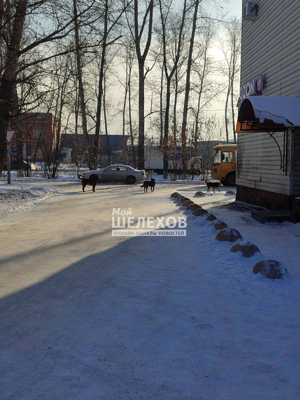 Бездомные собаки атаковали 3 квартал, район школы, дети сами прогоняют их от школы Бездомные собаки атаковали 3 квартал, район школы, дети сами прогоняют их от школы