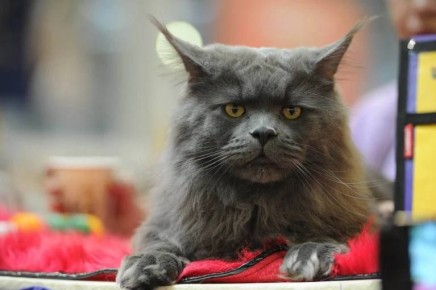 Делить при разводе можно не только диваны и чашки, но и