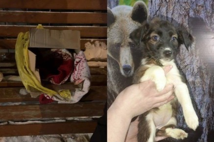 «Весь покрылся льдом!»: история щенка Клёпы, брошенного на улице в 35-градусные морозы