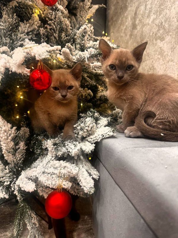 � ������ �����. ������� � �������� � ���� �������: -26 ��������