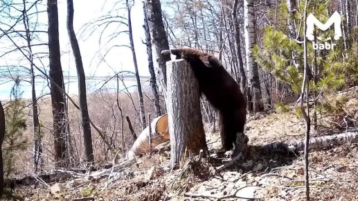 Самый косолапый праздник отмечаем сегодня — День медведя