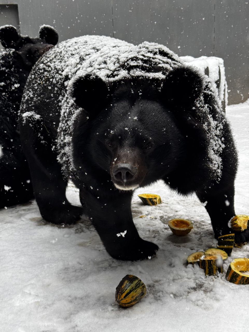 13 декабря отмечается День медведя! 13 декабря отмечается День медведя!