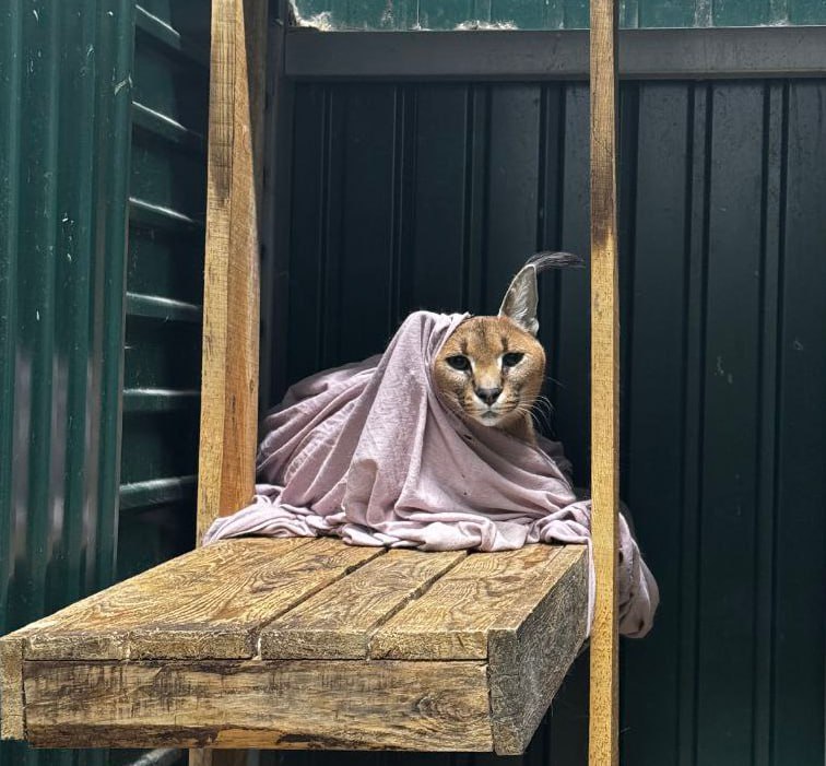 Субботнее утро, и с одеялком не хочется расставаться, как каракалу Марго из Иркутского зоопарка? А погода сегодня отличная: температура днем -7°