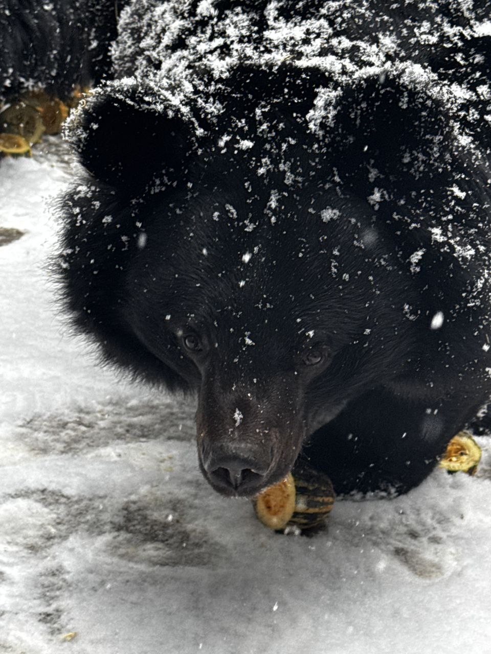 13 декабря отмечается День медведя! 13 декабря отмечается День медведя!