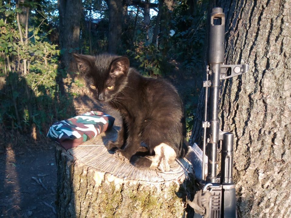«Его тельце было покрыто паразитами, а глаза полны надежды»: сибиряк спас в зоне СВО котенка и дал ему кличку Трёхсотик