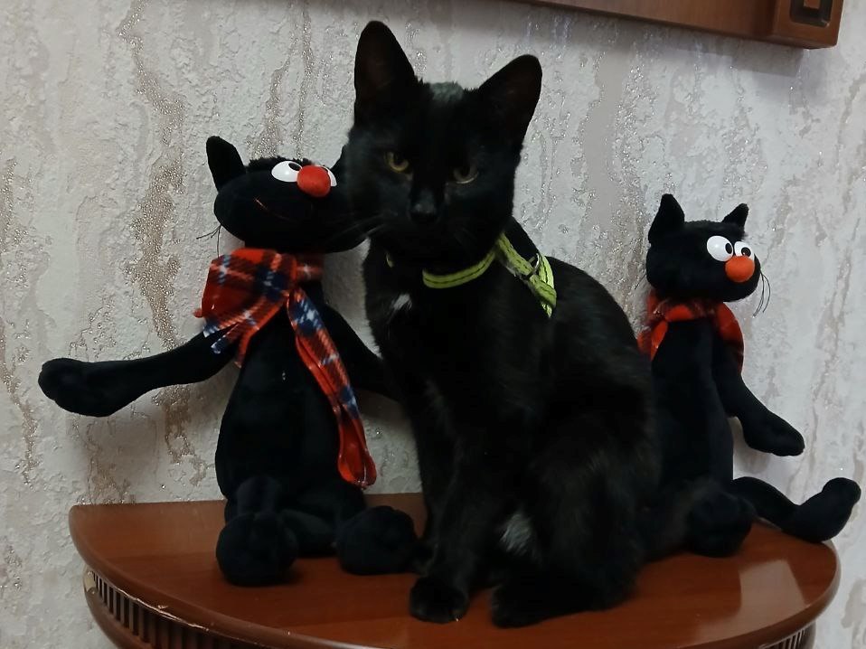 «Его тельце было покрыто паразитами, а глаза полны надежды»: сибиряк спас в зоне СВО котенка и дал ему кличку Трёхсотик «Его тельце было покрыто паразитами, а глаза полны надежды»: сибиряк спас в зоне СВО котенка и дал ему кличку Трёхсотик