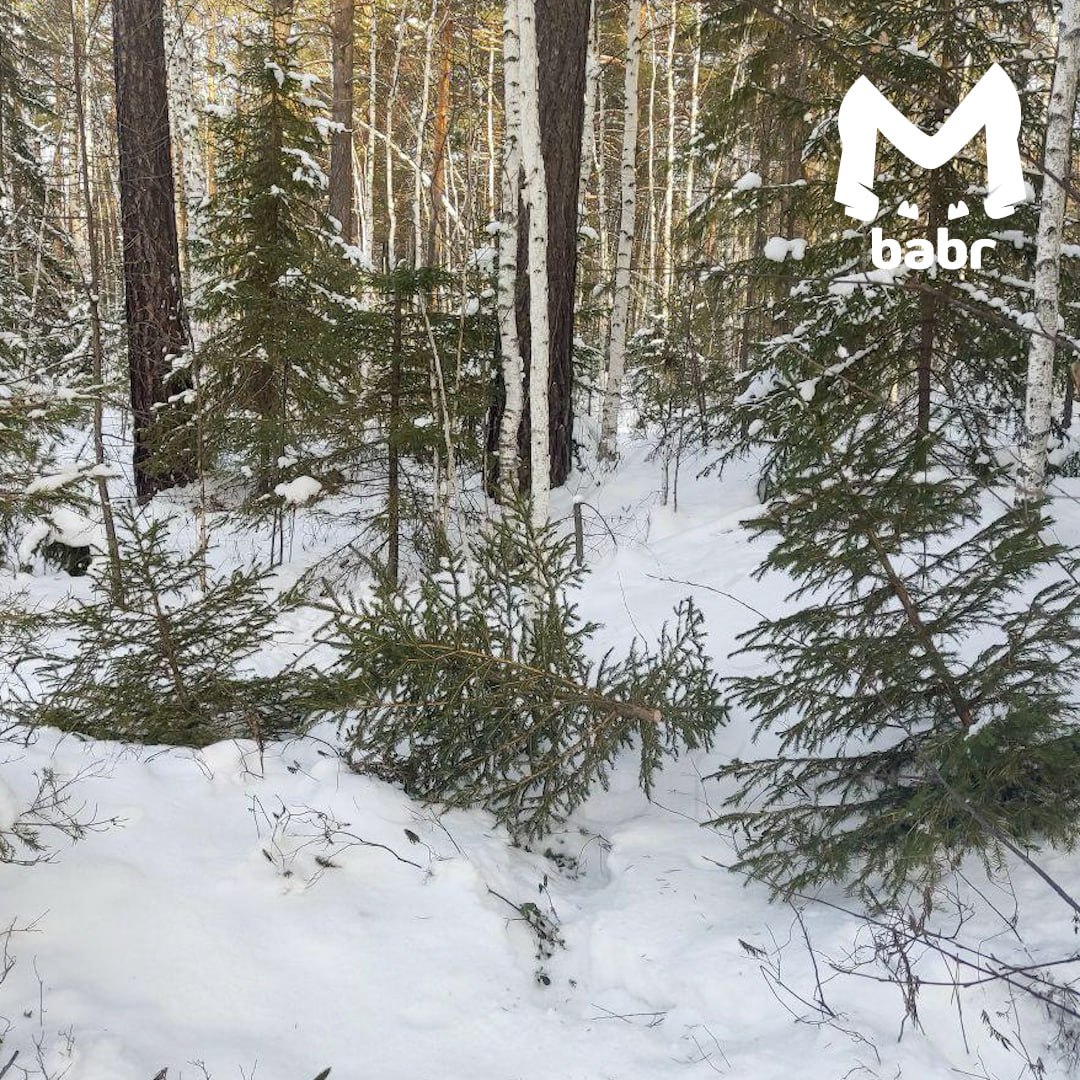 На массовую рубку елей жалуются иркутяне На массовую рубку елей жалуются иркутяне