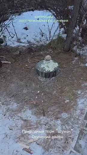 Уникальная находка в Бурятии: соболь-альбинос полакомился макаронами на глазах у сотрудников природоохраны