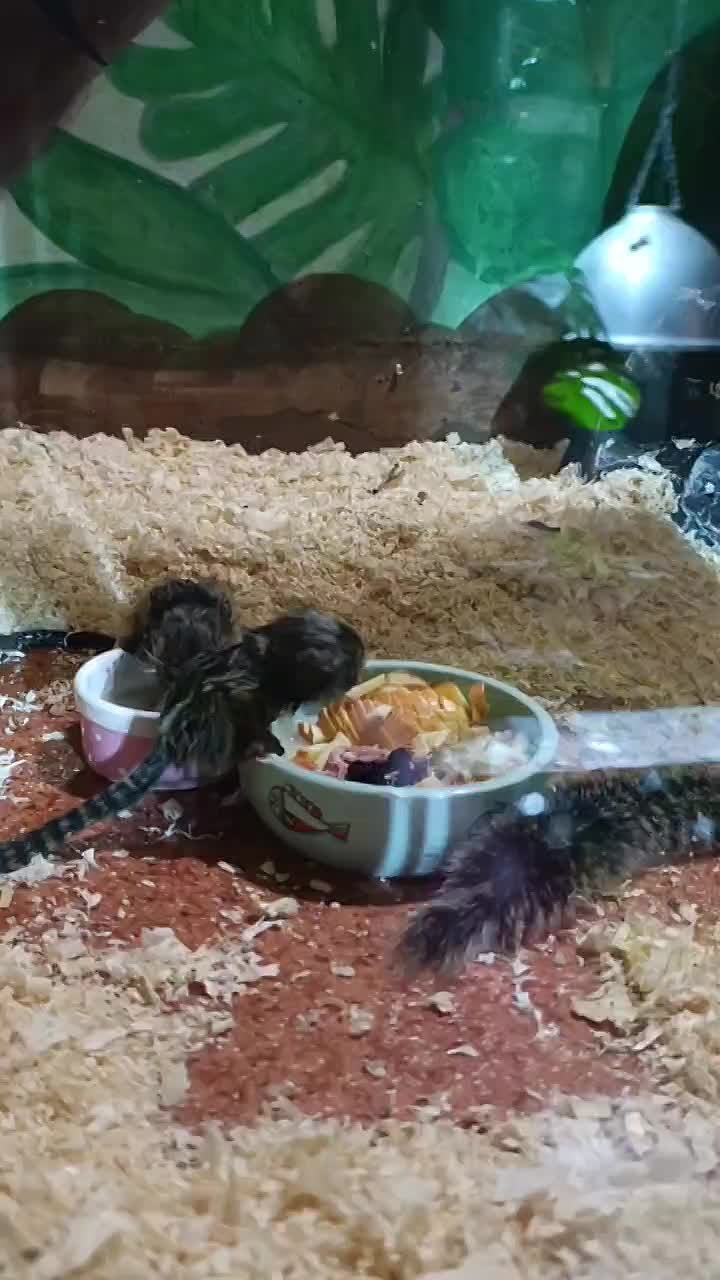 Утро понедельника у белоухих игрунков из Иркутского зоопарка начинается с завтрака и веселой суеты