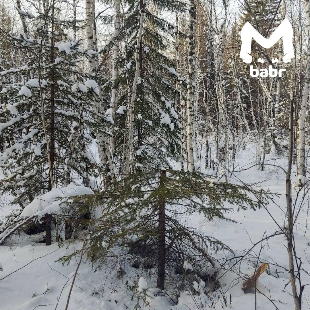 На массовую рубку елей жалуются иркутяне На массовую рубку елей жалуются иркутяне