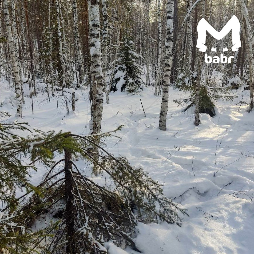 На массовую рубку елей жалуются иркутяне На массовую рубку елей жалуются иркутяне