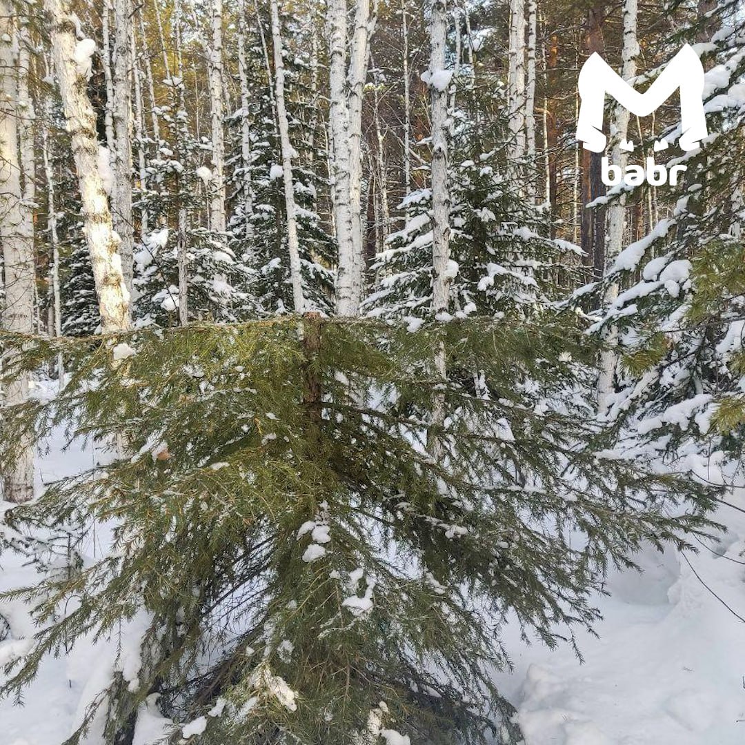 На массовую рубку елей жалуются иркутяне На массовую рубку елей жалуются иркутяне