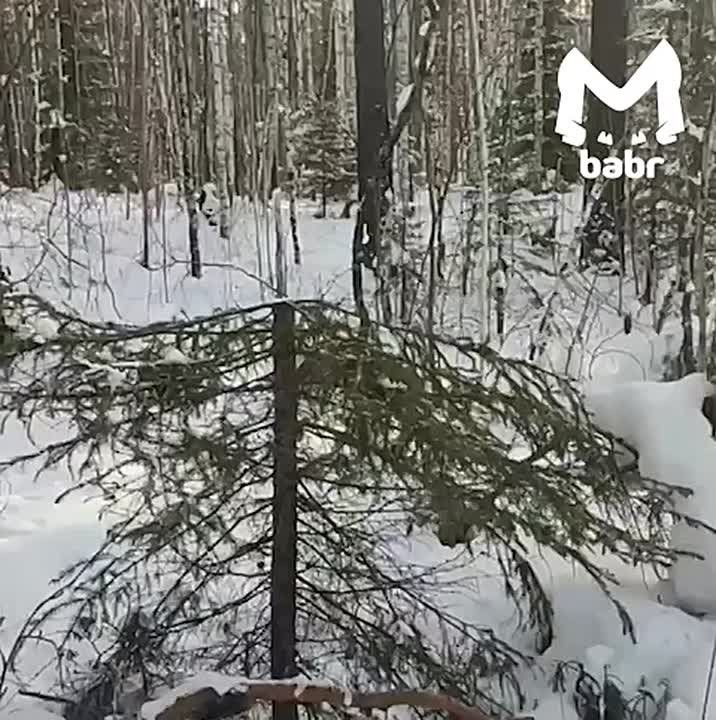 �� �������� ����� ���� �������� ��������