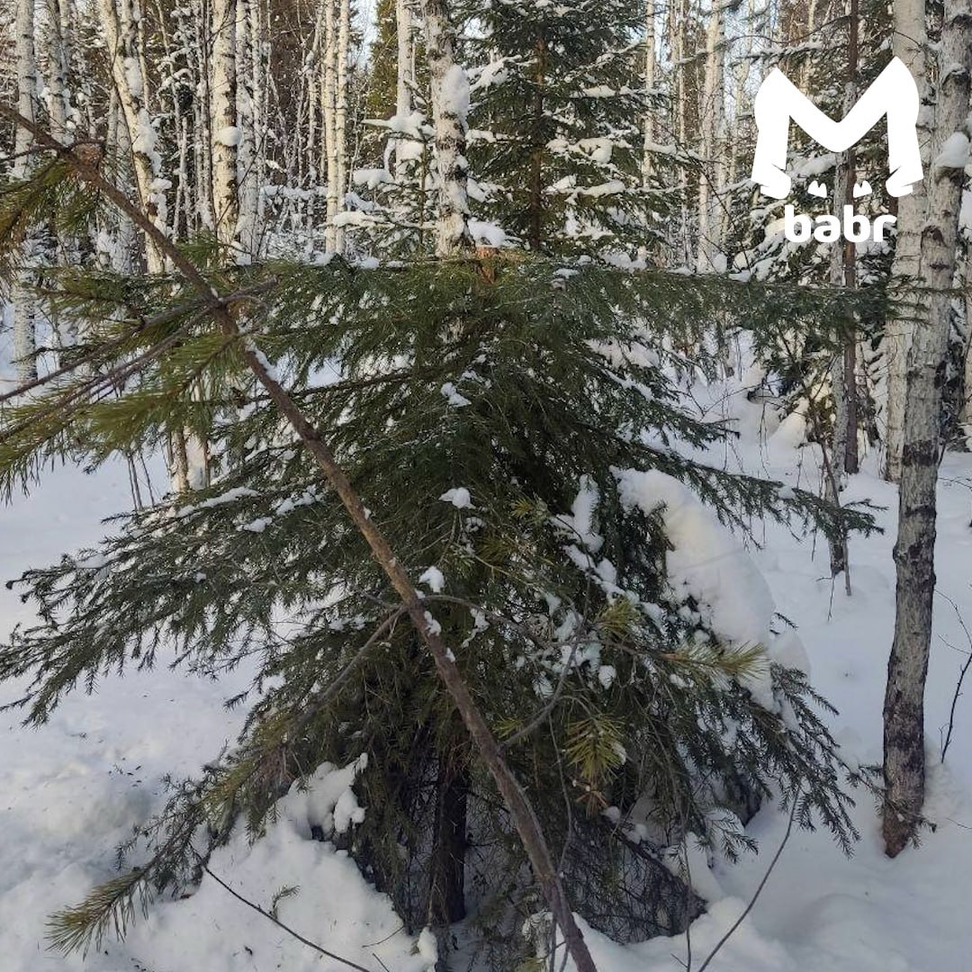 На массовую рубку елей жалуются иркутяне На массовую рубку елей жалуются иркутяне