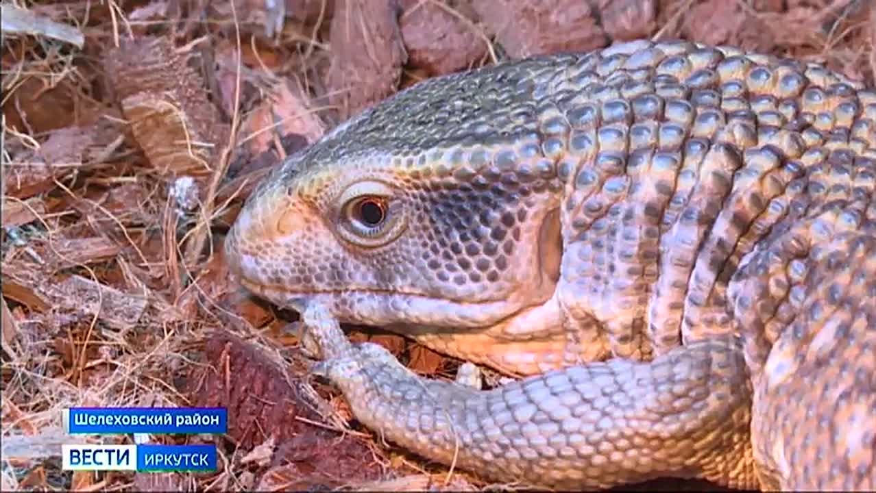 Питоны вместо кошек и собак