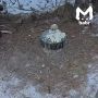 Соболь-альбинос вгрызается в замороженные макарошки на пне в Бурятии, пока вы жалуетесь на слегка остывшую пасту в рестике