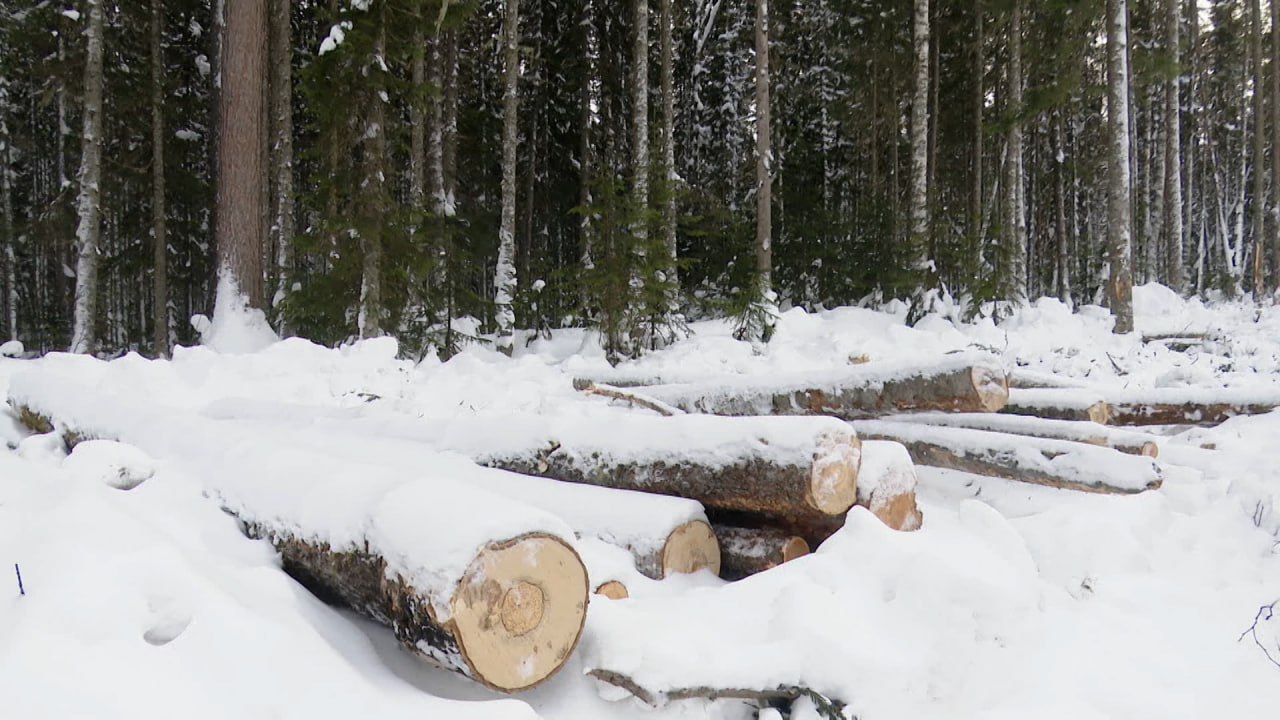 Президент России Владимир Путин подписал закон, сохраняющий запрет на сплошные рубки леса в центральной экологической зоне Байкальской природной территории