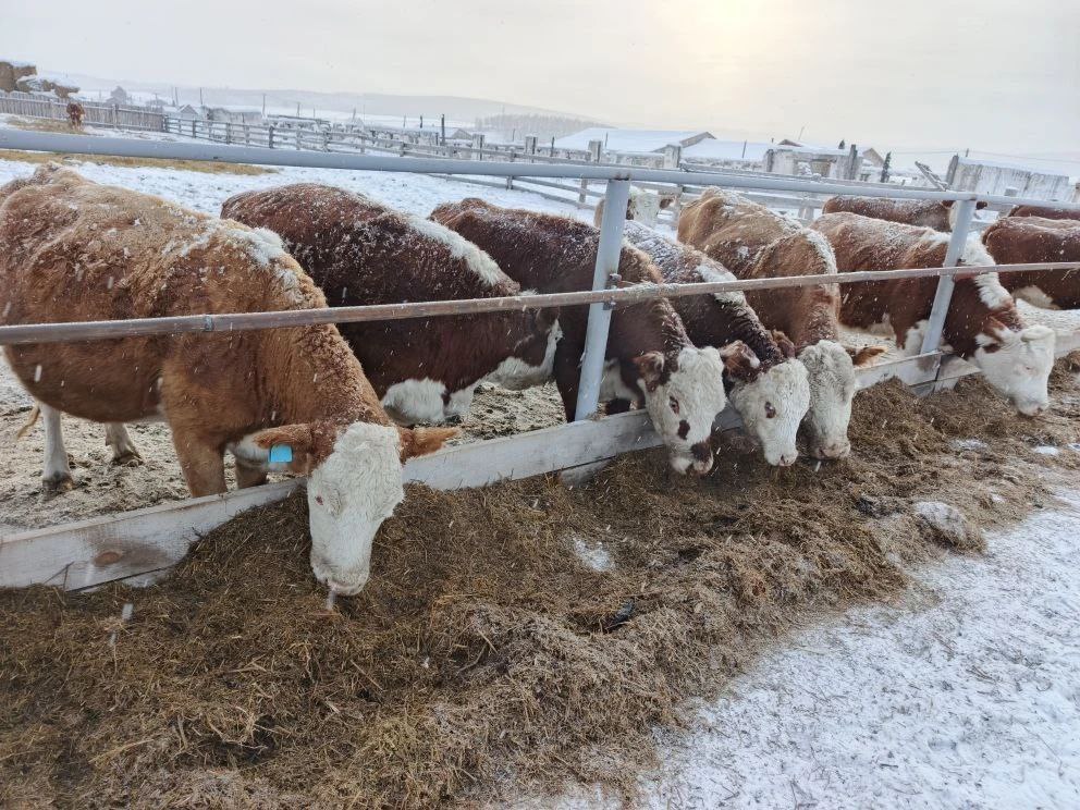 В Осинском районе открылся автоматизированный цех по первичной переработке мяса В Осинском районе открылся автоматизированный цех по первичной переработке мяса