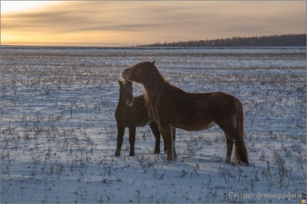 #��������. ���-�� � ������ �����������