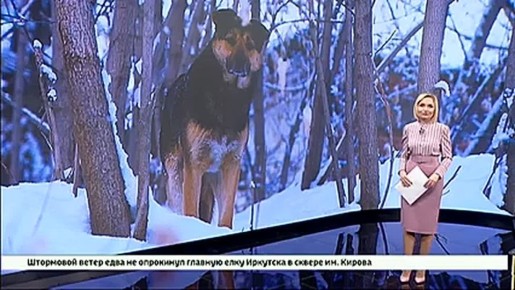 Случаи препятствования жителями отлову бездомных собак участились в Иркутске