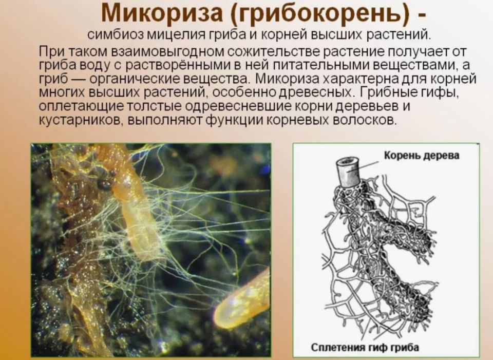 Микориза: секрет эффективного роста растений
