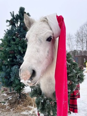 ������ ����, ��������� �������!