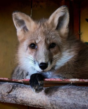 � ������ �����. ������� � �������� ������� ���� � �� - 11 ����