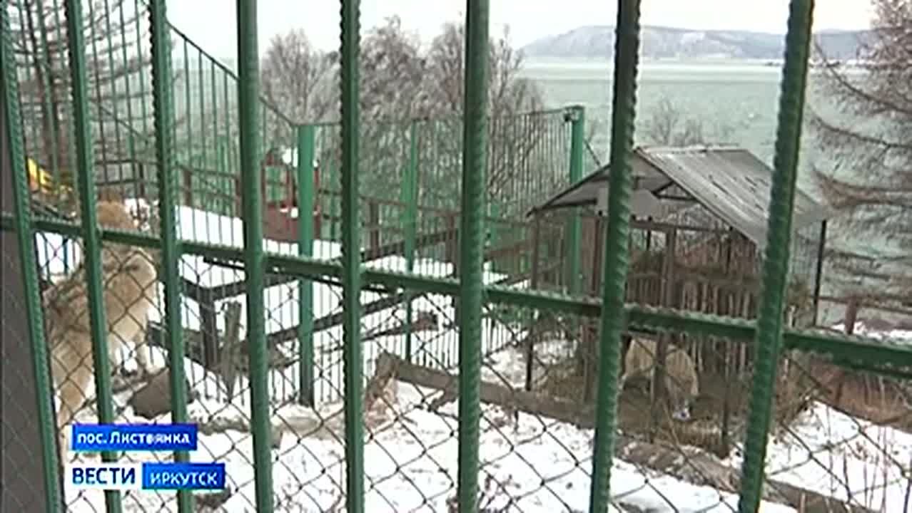 Волк Серёга умер в Сибирском зоопарке