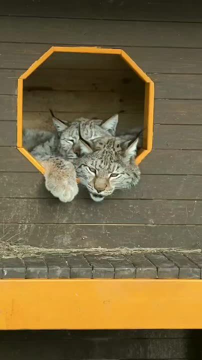 � ��������� ������ ������� ���� �����������, ��� ���������� ���� �� ���������� ��������