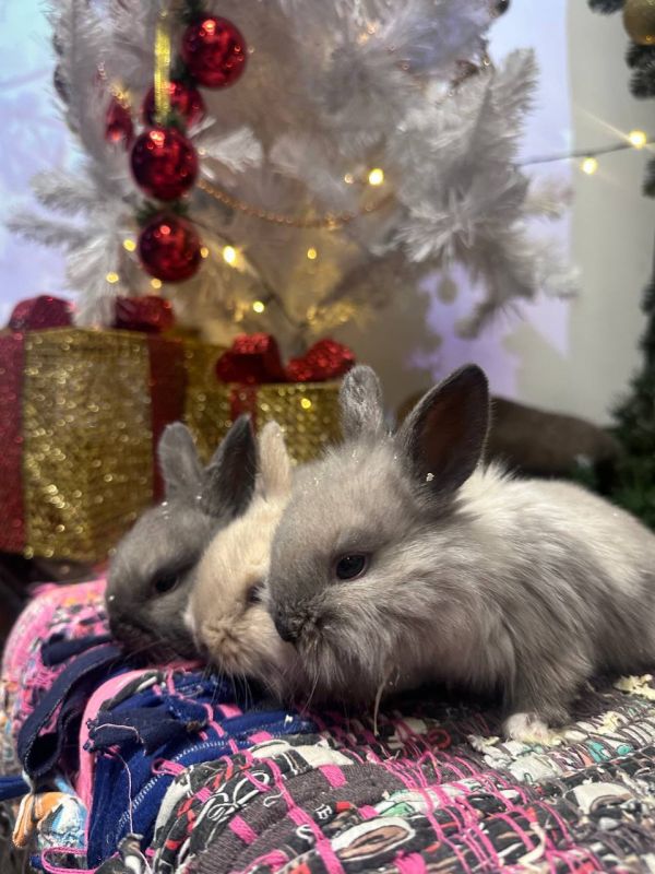 ������ ����, ��������� �������!