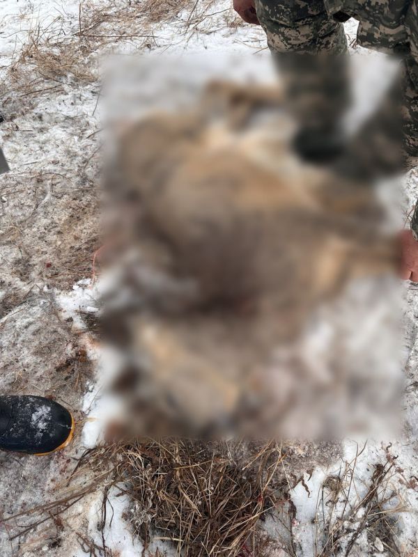 � ������-����������� ������ ������� ���������� ���� ������