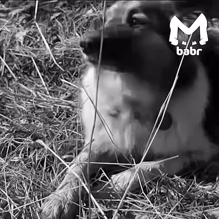 ������, ������� ������ ���� � ��������, ��������� ������� � 55 �����