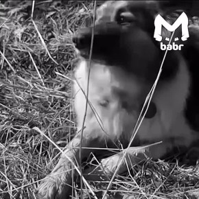 ������, ������� ������ ���� � ��������, ��������� ������� � 55 �����