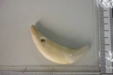 ���� ������� ��� �����: ����������� ���� � ����, ������, ����� �������� ��������� � ������ � �������