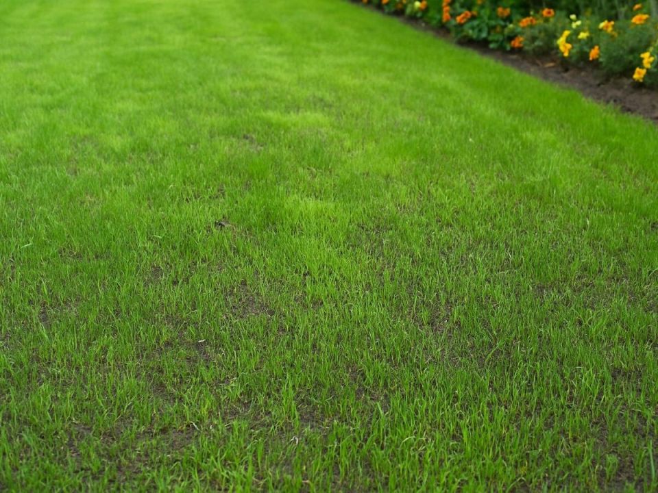 Зимний посев газона: секреты успешного старта для холодного сезона