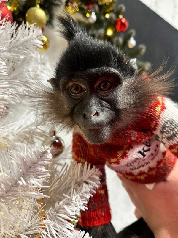 ������ ����, ��������� �������!