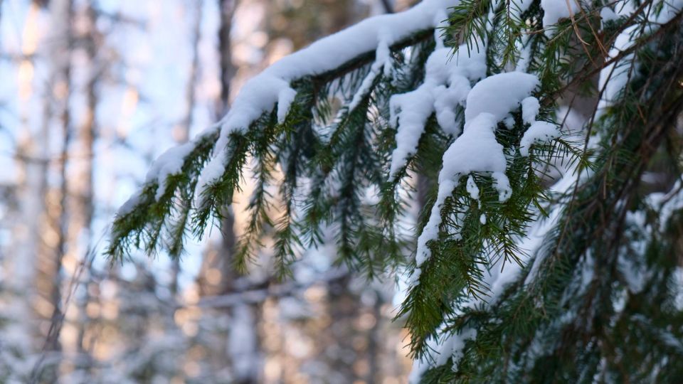 ������ ����, �������!. ����: ��-�������