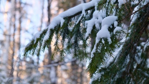 ������ ����, �������!. ����: ��-�������