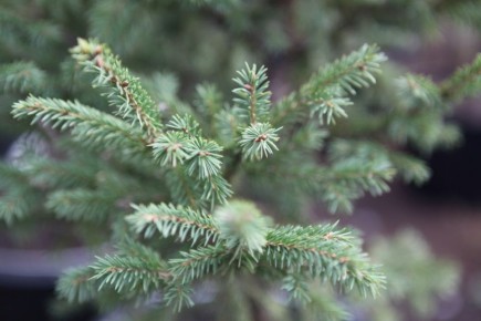 ���� �������� ����!. �� 31 ������� ��������� ���������� ����� ���, �����, ����� � ������ �� ������� ������� �� �������: ������������� �����: