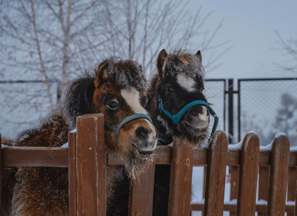 Два маленьких символа будущего года — 2026