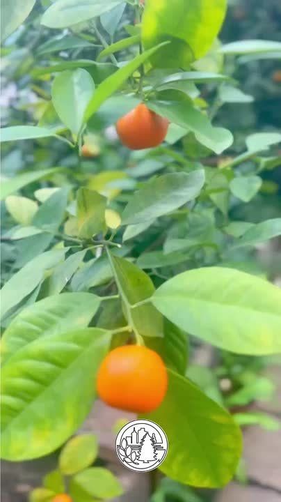 ���� �������, ���� ������. ����������� ���� ��� ��������� �����, ��� ���� ��������, ������� ����� ���������� ����� ����