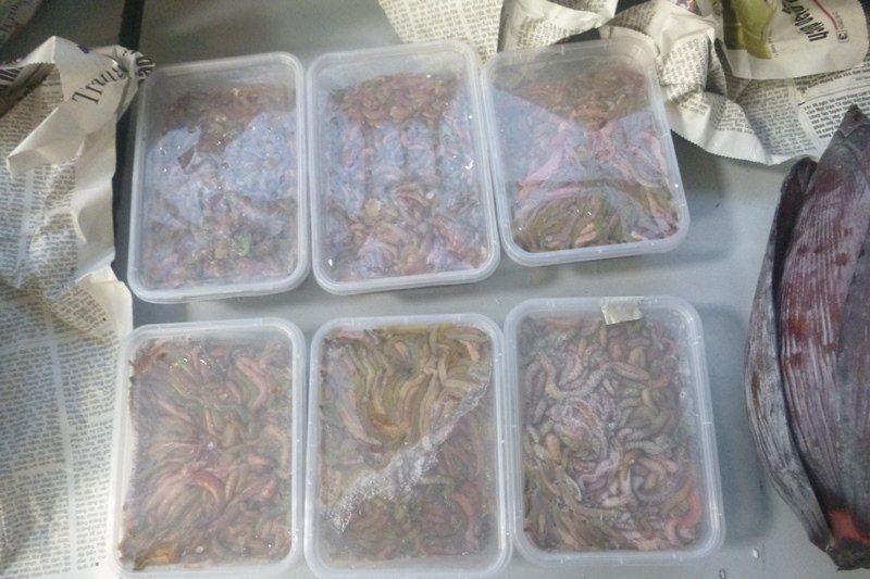 Почти 3 кг замороженных червей обнаружили иркутские таможенники в багаже пассажира из Вьетнама