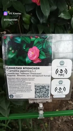 Начинаем утро с прекрасного — смотрим, как цветет в оранжерее Ботанического сада ИГУ камелия японская