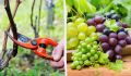 Весенний уход за виноградом: ключевые шаги для идеального урожая