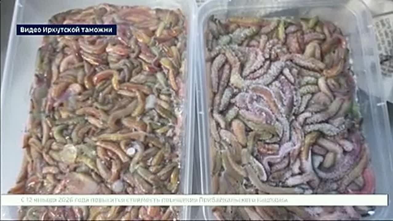 Три килограмма замороженных червей пытался провезти в багаже пассажир, прибывший в Иркутск из Вьетнама