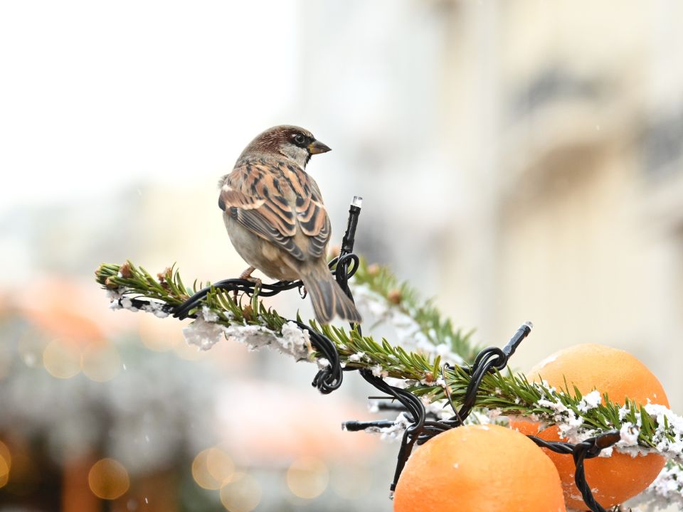 ������������, ����� ������ ������� ������� ��������� ������� � ���� �� 1 ������ 2026 ����