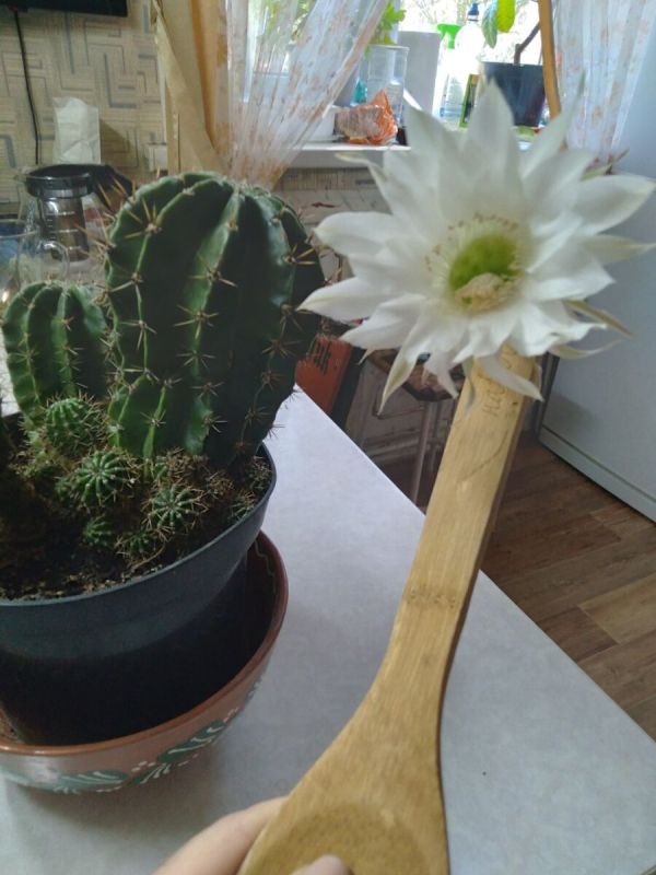 Кактусы: идеальные комнатные растения для занятых хозяев