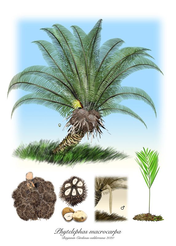 �����: ������������ ������������ �������� �����, ��������� �������